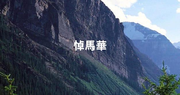 悼馬華