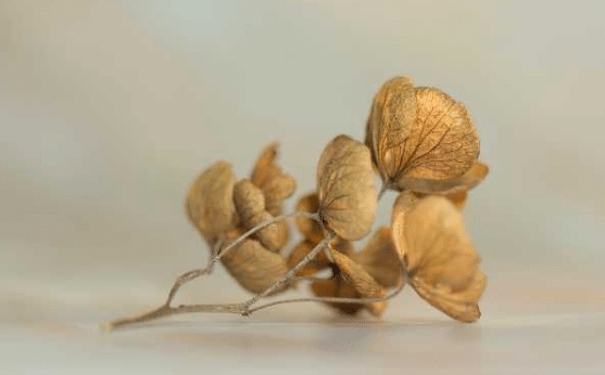 明星的因果報應 成爲明星的因果